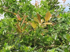 Ancylobothrys petersiana