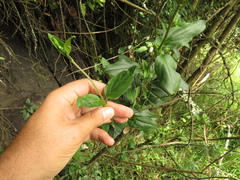 Valeriana clematitis