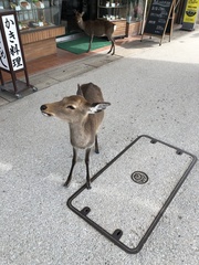Cervus nippon