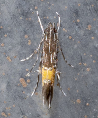 Cosmopterix pulchrimella