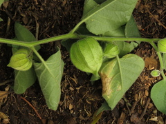 Physalis peruviana