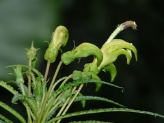 Centropogon foetidus