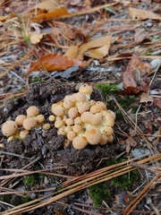 Gymnopilus subspectabilis