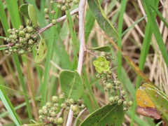 Salacia kraussii