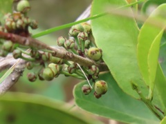 Salacia kraussii