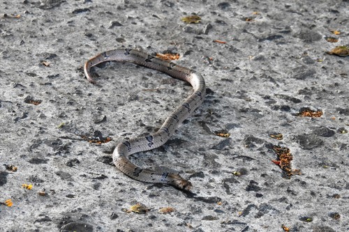 Northern Short-headed Snake
