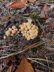 Gymnopilus subspectabilis