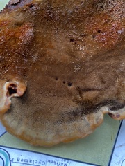 Inonotus cuticularis