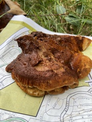 Inonotus cuticularis