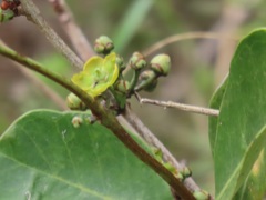 Salacia kraussii