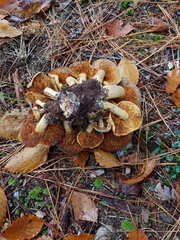 Gymnopilus subspectabilis