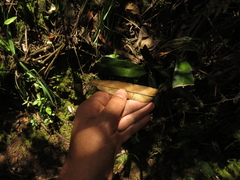 Elaphoglossum cuspidatum