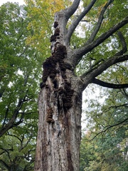 Inonotus cuticularis