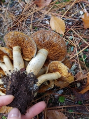 Gymnopilus subspectabilis