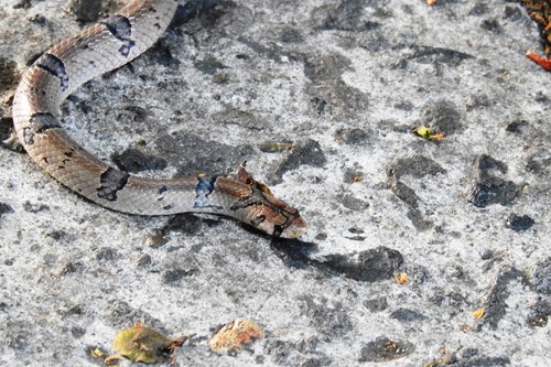 Northern Short-headed Snake