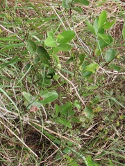 Salacia kraussii