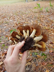 Gymnopilus subspectabilis