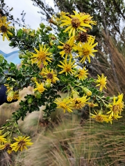 Monticalia arbutifolia