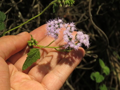 Fleischmannia pycnocephala