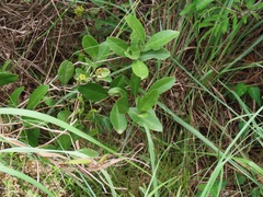 Salacia kraussii