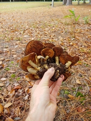 Gymnopilus subspectabilis