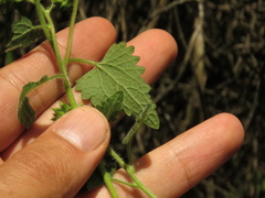 Fleischmannia pycnocephala