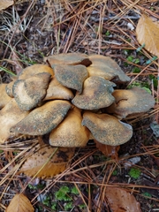 Gymnopilus subspectabilis