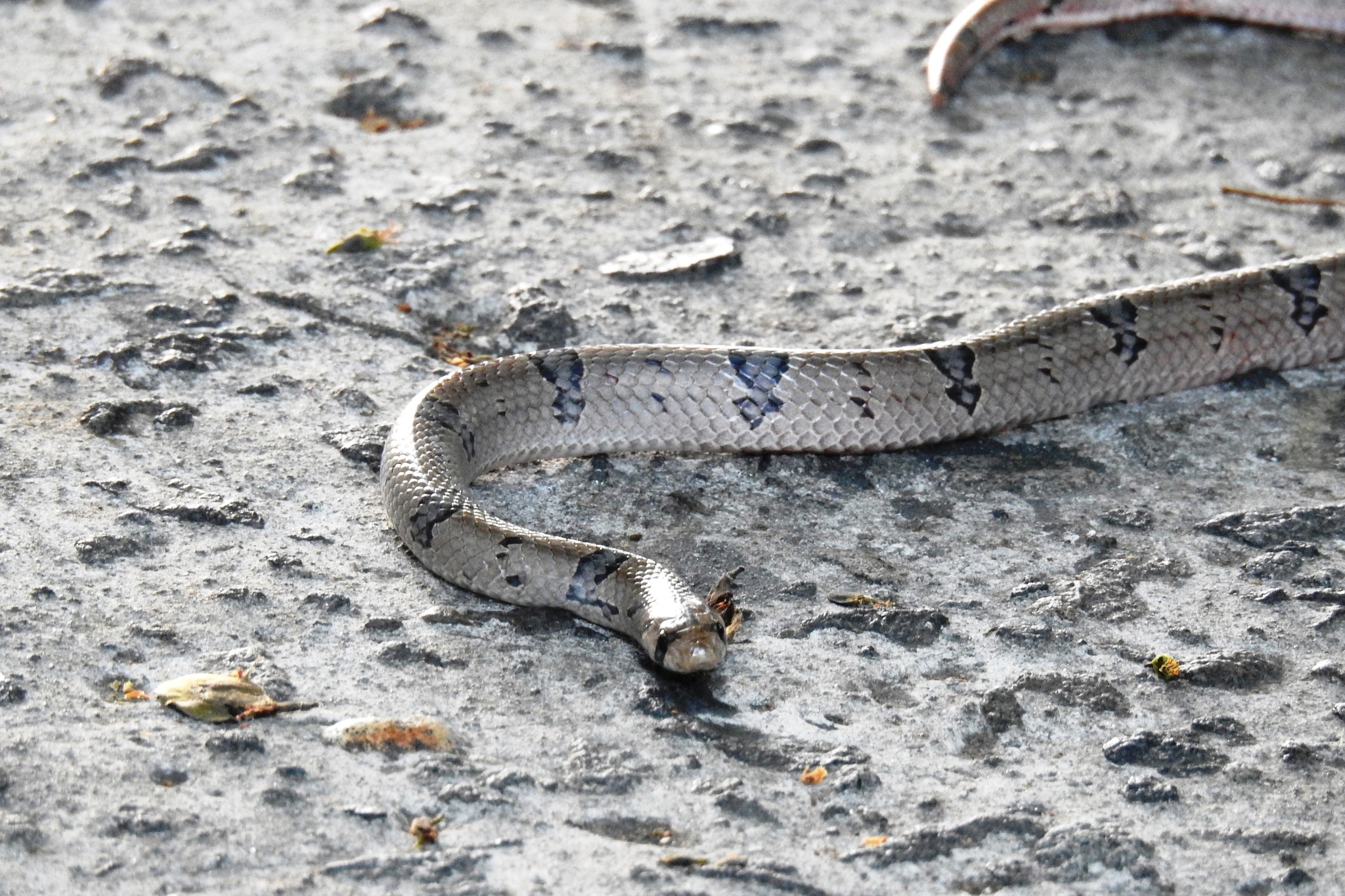 Northern Short-headed Snake, Oligodon ancorus