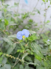 Commelina erecta