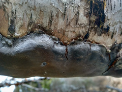 Phellinus laevigatus