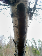 Phellinus laevigatus