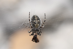 Aculepeira carbonarioides