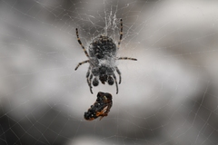 Aculepeira carbonarioides