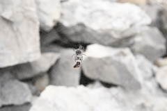 Aculepeira carbonarioides