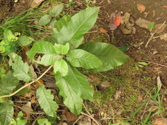 Ageratina asclepiadea