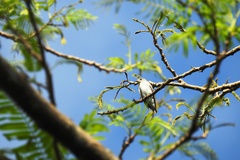 Muscicapa griseisticta