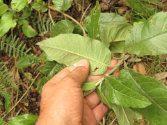 Ageratina asclepiadea