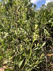 Baccharis halimifolia image