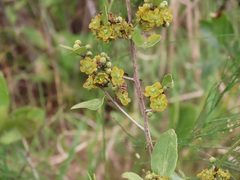 Salacia kraussii