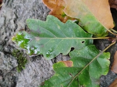 Quercus petraea