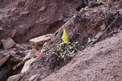 Eriogonum thompsoniae