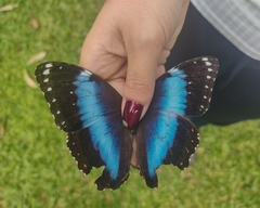 Morpho helenor achillides