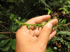Baccharis bogotensis