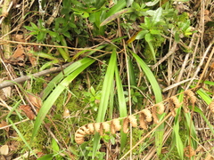 Cyrtochilum densiflorum