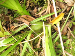 Cyrtochilum densiflorum