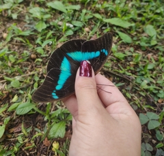 Archaeoprepona chalciope