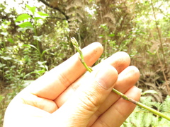 Cyrtochilum densiflorum