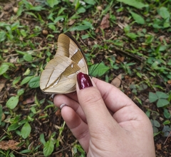 Archaeoprepona chalciope