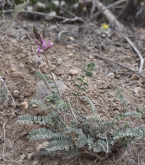 Astragalus minthorniae