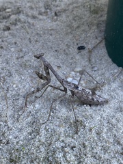 Stagmomantis carolina